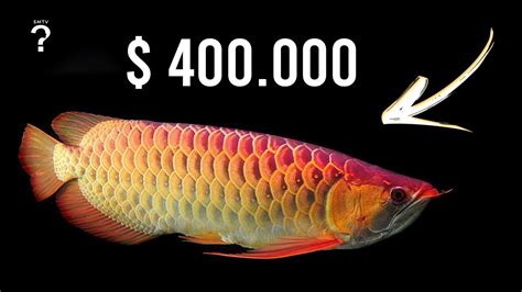 peixe mais caro do mundo